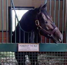 a brown horse standing in front of a metal fence with a sign on it's side