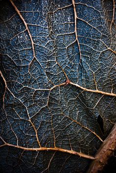 a close up of a leaf with the word pint on it's screen