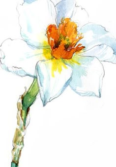 Narcissus Closeup | This is in my old Pentalic journal, so I… | Flickr Narssicus Flower, Narcissus Flower Painting, Watercolor Narcissus, Narcissus Art, Watercolour Flowers, Art Cards