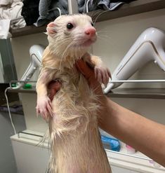 a ferret is being held up by someone