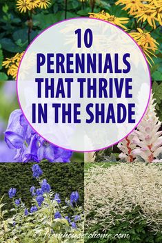 the words 10 perennials that thive in the shade are overlaid by different types of flowers