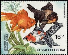 a postage stamp with two goldfish and an orange fish on the bottom right side