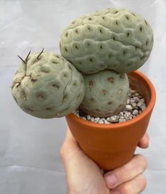 a person holding a potted plant with two small cacti on top of it