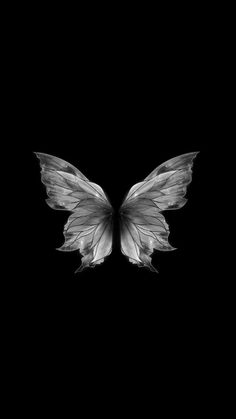 a black and white photo of two wings on a dark background, with only one wing visible