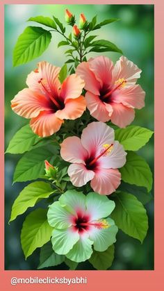 pink and orange flowers with green leaves