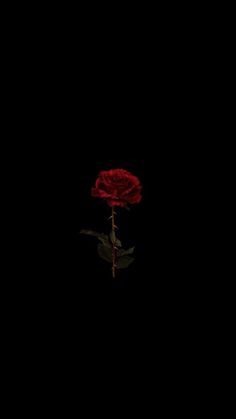 a single red rose is in the dark