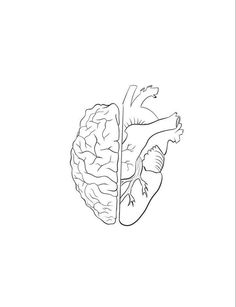 a drawing of the human heart in black and white