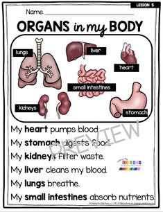 an organ worksheet with organs in my body