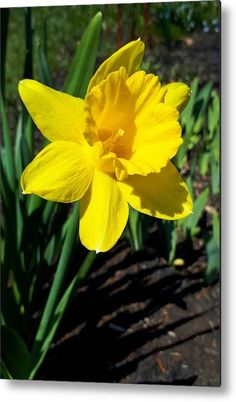 a yellow daffodil metal print