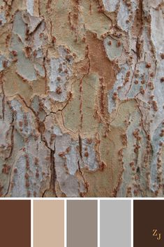 the bark of a tree with different colors