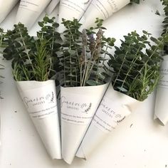 several cones with plants growing out of them on a white surface, surrounded by greenery