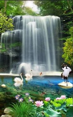 swans are swimming in the water near a waterfall