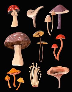 various types of mushrooms on a black background