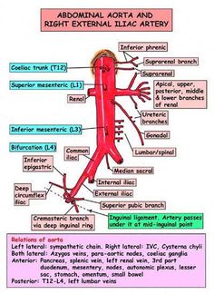 diagram of the human body and its major functions