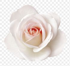 a white rose is shown on a transparent background, with the petals still attached to it