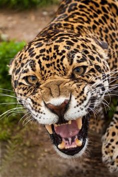 a close up of a leopard with its mouth open