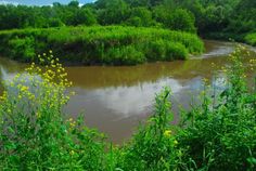 a river running through a lush green forest filled with lots of trees and bushes next to it