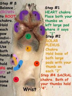 an animal's paw and foot with instructions on how to use it