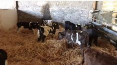 several cows are eating hay in a barn