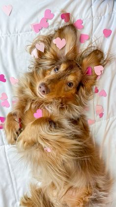 a small dog laying on its back with pink hearts around it's neck and paws