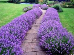 several people are standing in the middle of a lavender field