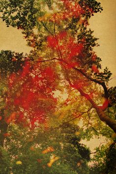 an image of trees with red leaves on them