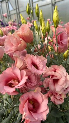 pink flowers in a greenhouse with green stems