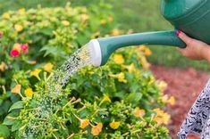 a woman is watering her garden with a green watering can and flowers in the background