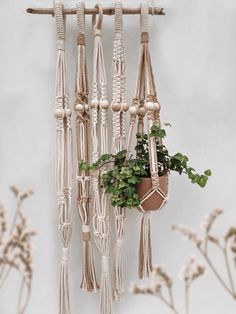 macrame plant hangers with plants in them on a white wall next to a potted plant