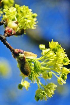 the buds and leaves of a tree against a blue sky