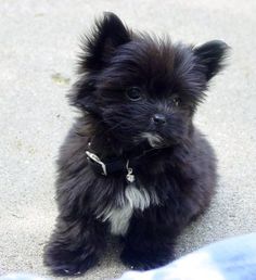 a small black dog sitting on the ground