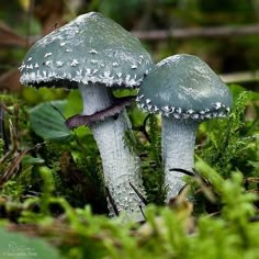 there are two mushrooms that are sitting in the mossy ground together, one is gray and the other has white dots on it