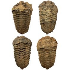 four fossils are shown on a white background