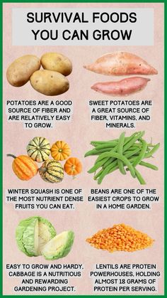 an info poster showing the different types of food that you can grow in your garden