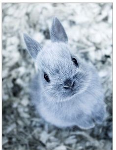 a small white rabbit sitting on top of green grass and dirt covered ground, looking up at the camera