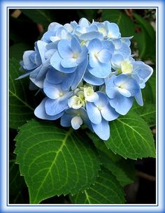 a blue flower with green leaves in the background