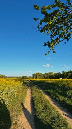 a dirt road in the middle of a field with tall grass and yellow flowers on both sides