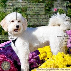 a white dog standing on top of a pile of flowers with words describing its features