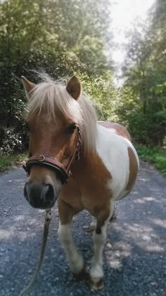 a brown and white horse standing on top of a gravel road next to forest filled with trees