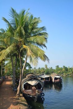 several boats are docked on the water near some palm trees