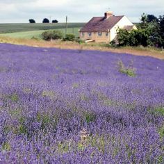 a field full of purple flowers with a house in the background