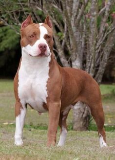 a brown and white dog standing in the grass