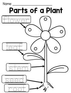 parts of a plant worksheet for kids to practice their handwriting and writing skills