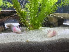 two mice in an aquarium with plants and rocks on the bottom, one is pink