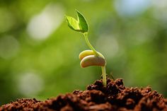 a small plant sprouting from the ground with green leaves on it royalty images