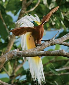 a colorful bird perched on top of a tree branch with its wings spread out in the air