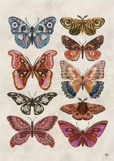 an image of butterflies in different colors and patterns on white paper with watercolor effect