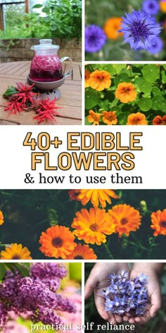 flowers and how to use them in the garden with text overlay that reads 40 edible flowers & how to use them