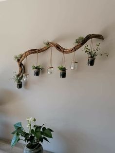 some plants are hanging from a branch on the wall