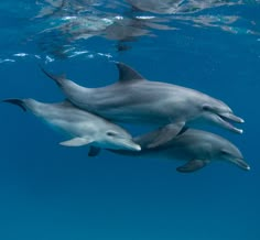 three dolphins swimming in the ocean together